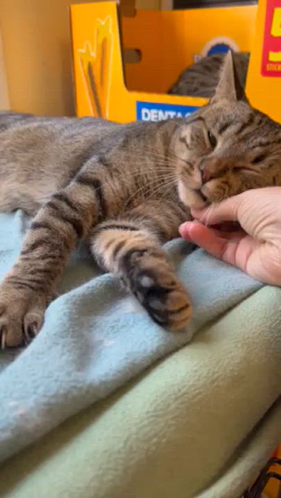 Enlarge Berenger, a Adoptable Domestic Short Hair in Stratford, ON video 4/4