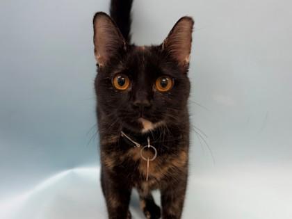 Charlee, a Adoptable mixed breed in Woodbury, MN image 1/2