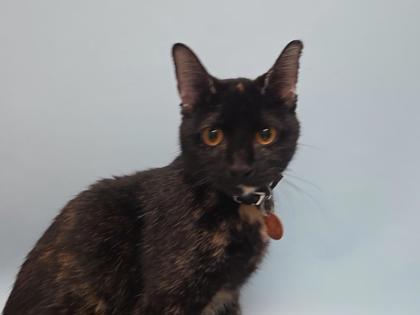 Charlee, a Adoptable mixed breed in Woodbury, MN image 2/2
