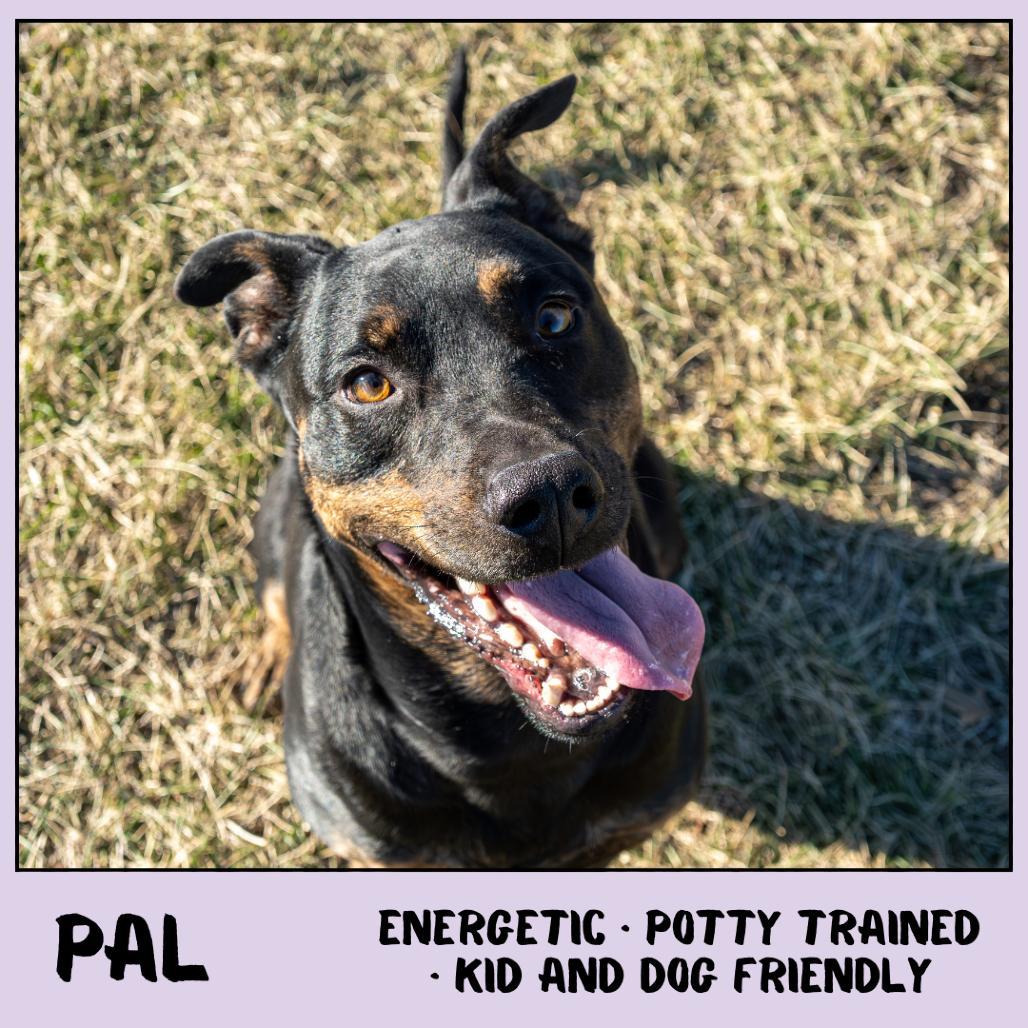 Enlarge Pal, a Adoptable mixed breed in Emporia, KS image 1/6