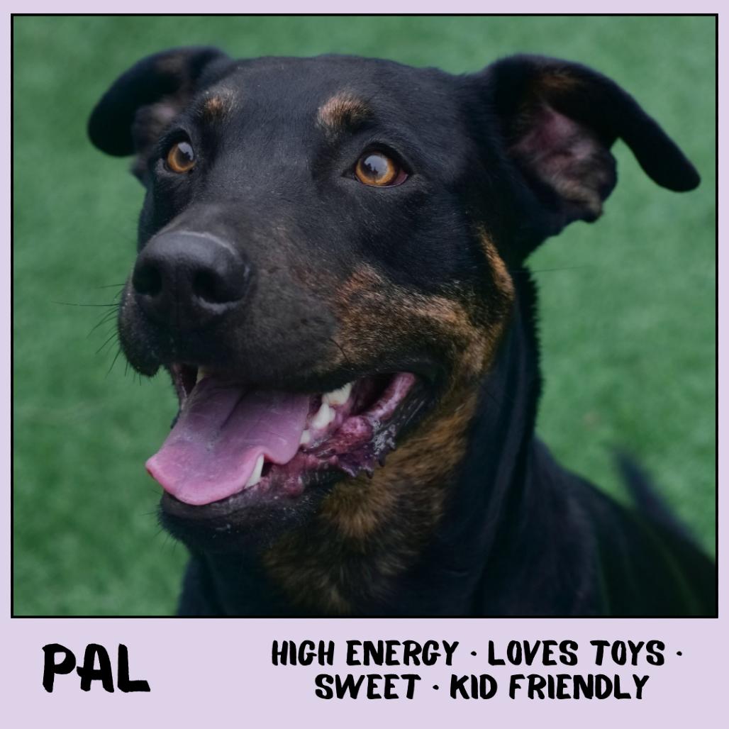 Enlarge Pal, a Adoptable mixed breed in Emporia, KS image 1/3