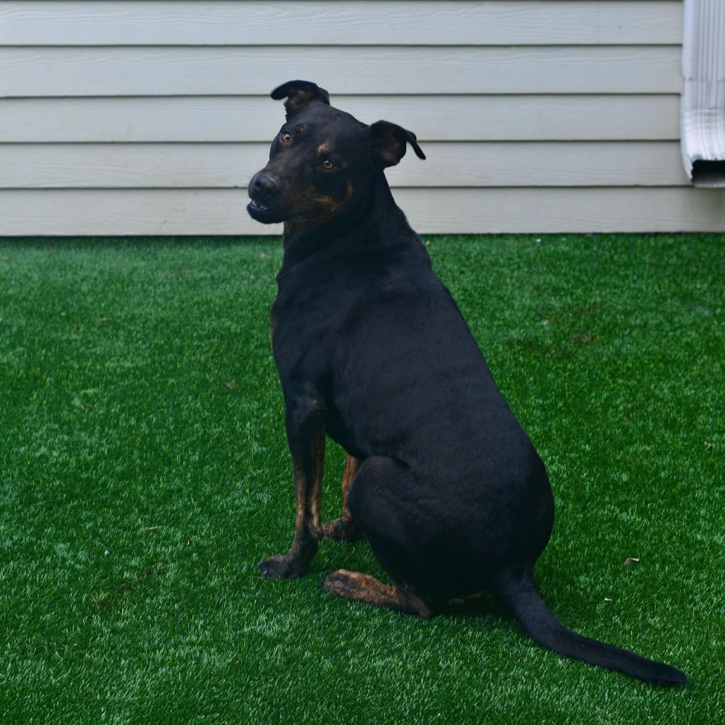 Enlarge Pal, a Adoptable mixed breed in Emporia, KS image 2/3