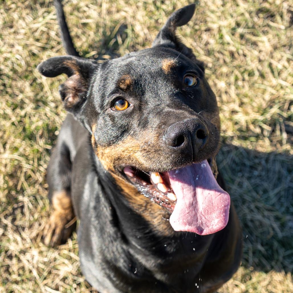 Enlarge Pal, a Adoptable mixed breed in Emporia, KS image 4/6