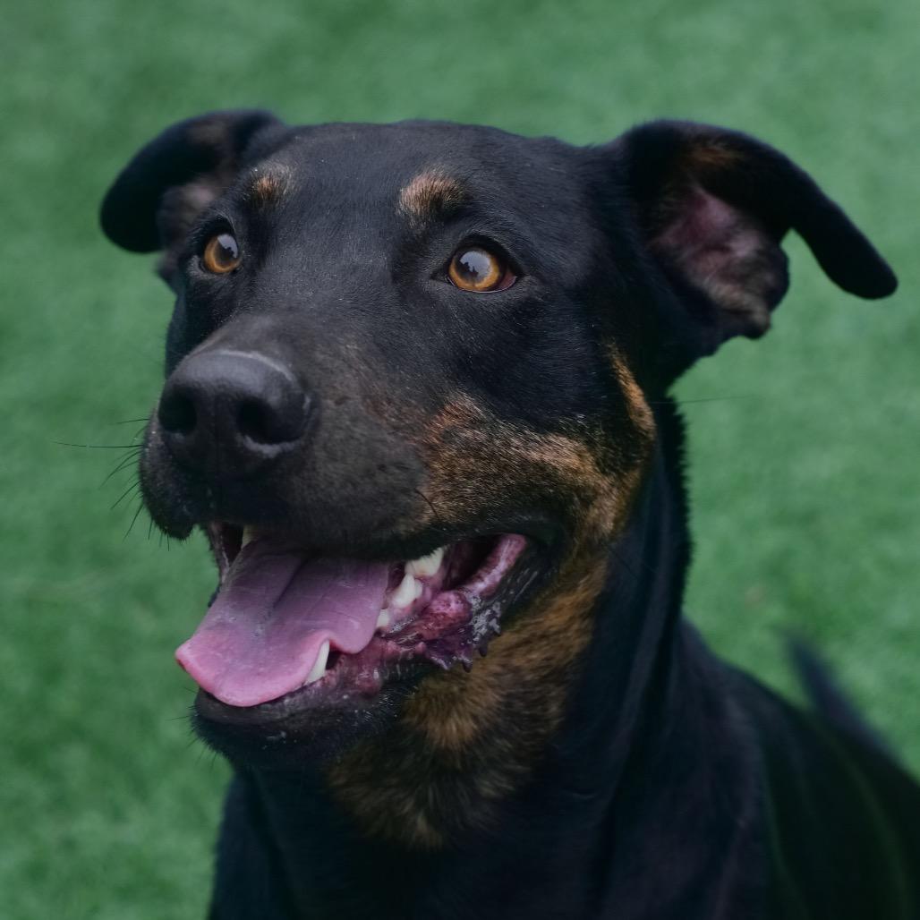 Enlarge Pal, a Adoptable mixed breed in Emporia, KS image 3/3