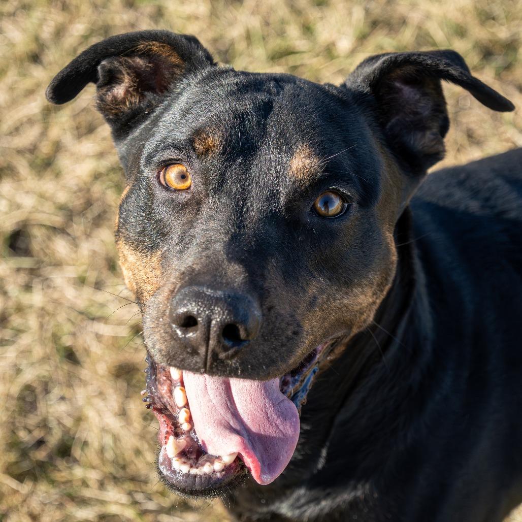 Enlarge Pal, a Adoptable mixed breed in Emporia, KS image 6/6