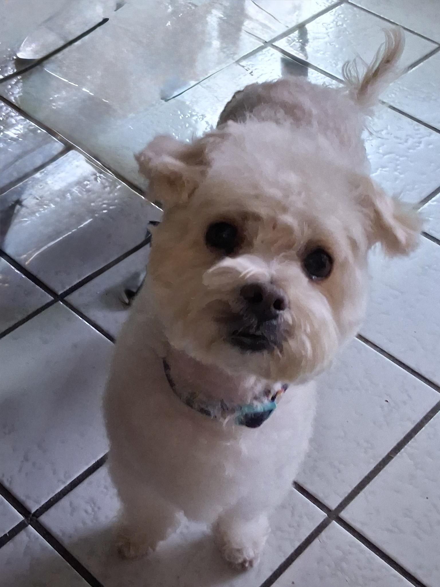 Enlarge Tina #539, a Adoptable mixed breed in Placentia, CA image 1/6