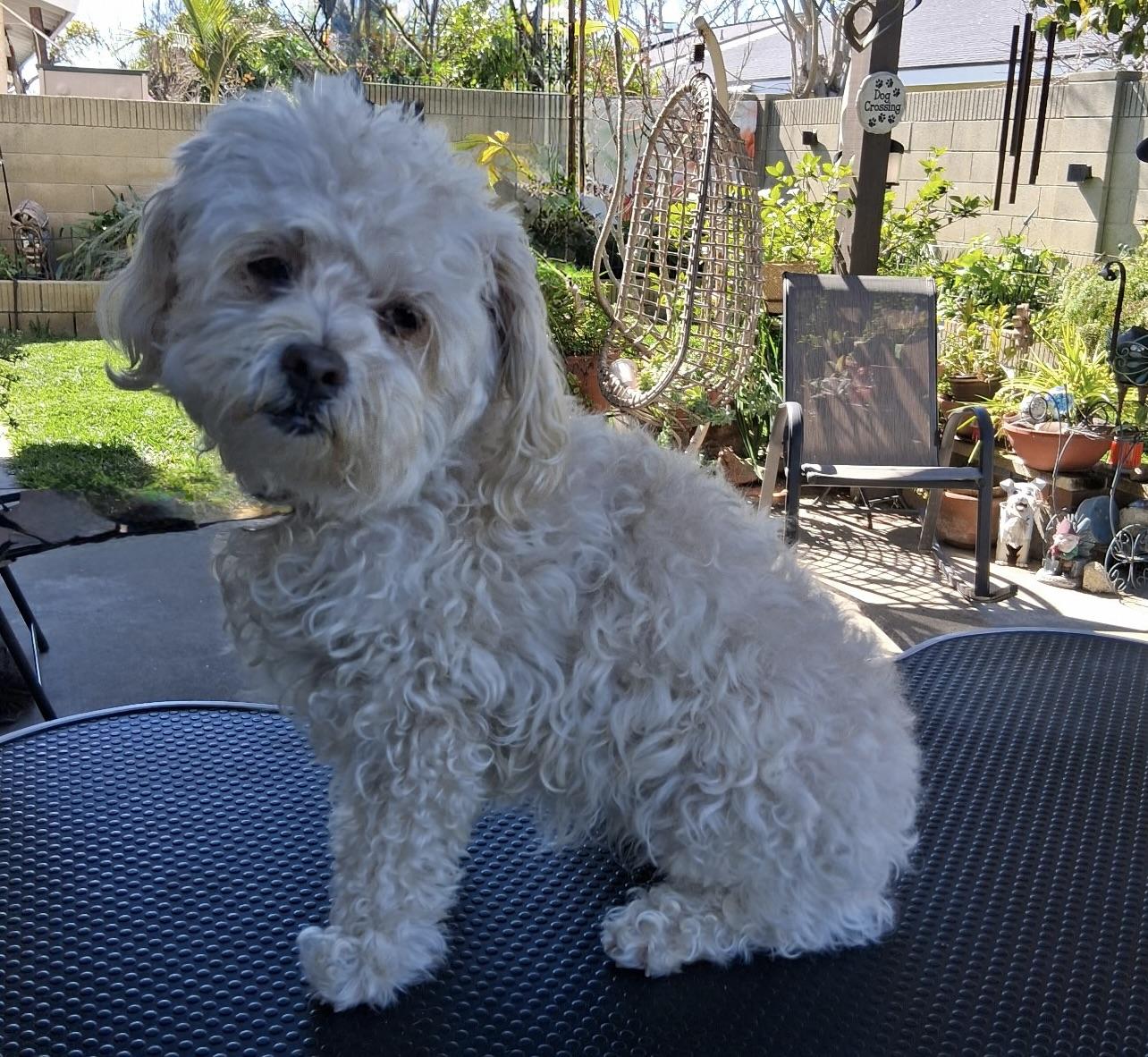 Enlarge Tina #539, a Adoptable mixed breed in Placentia, CA image 3/6