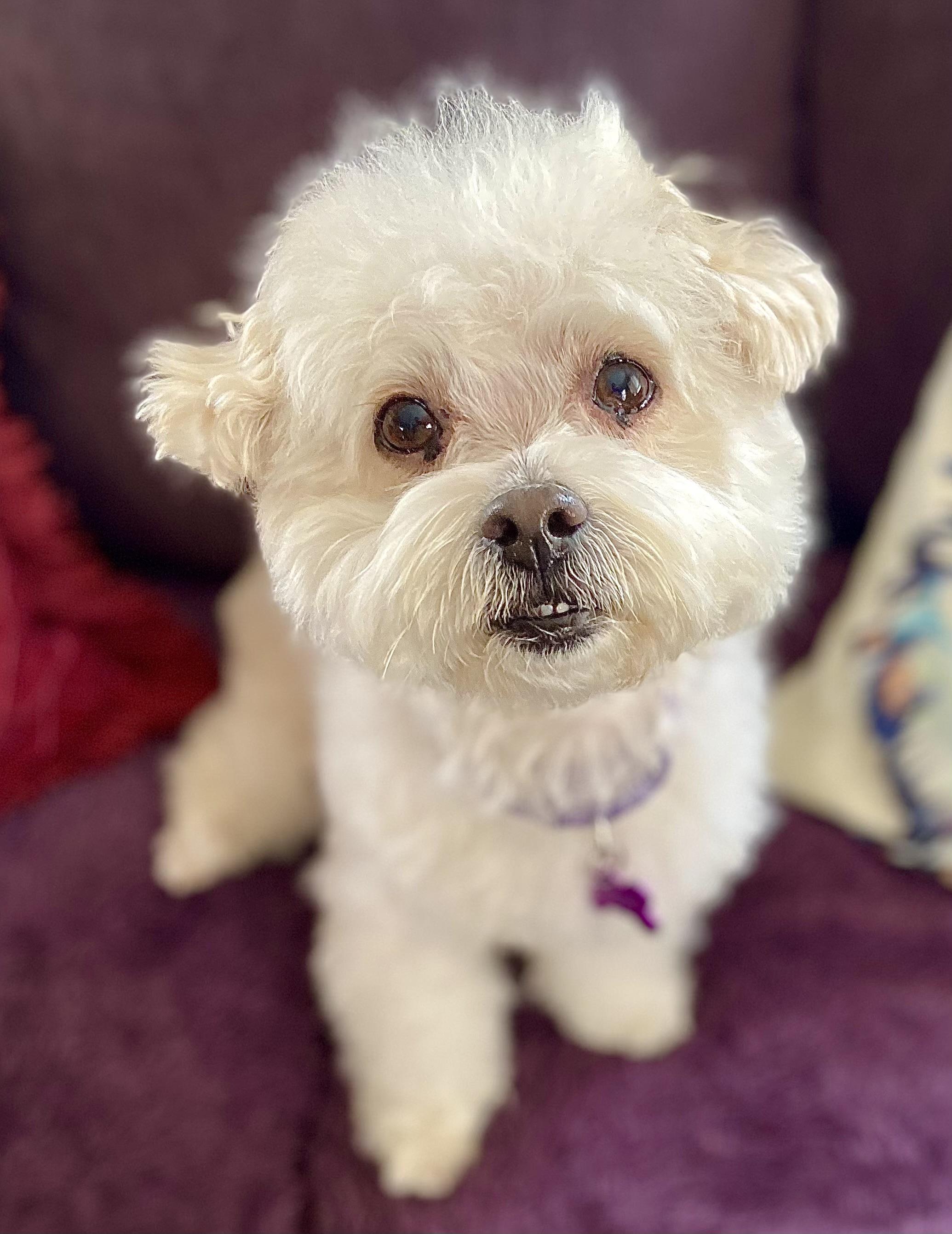 Enlarge Tina #539, a Adoptable mixed breed in Placentia, CA image 4/6