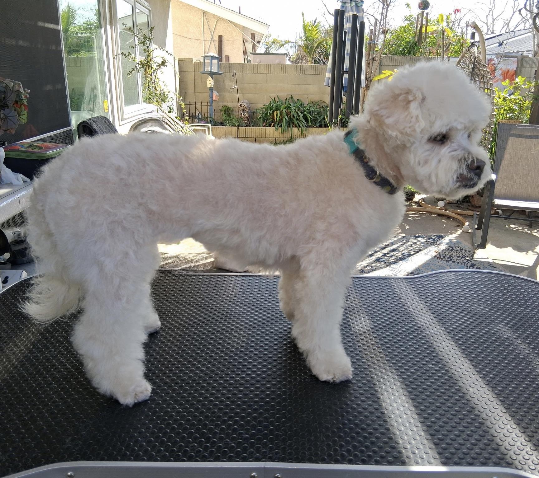 Enlarge Tina #539, a Adoptable mixed breed in Placentia, CA image 4/6