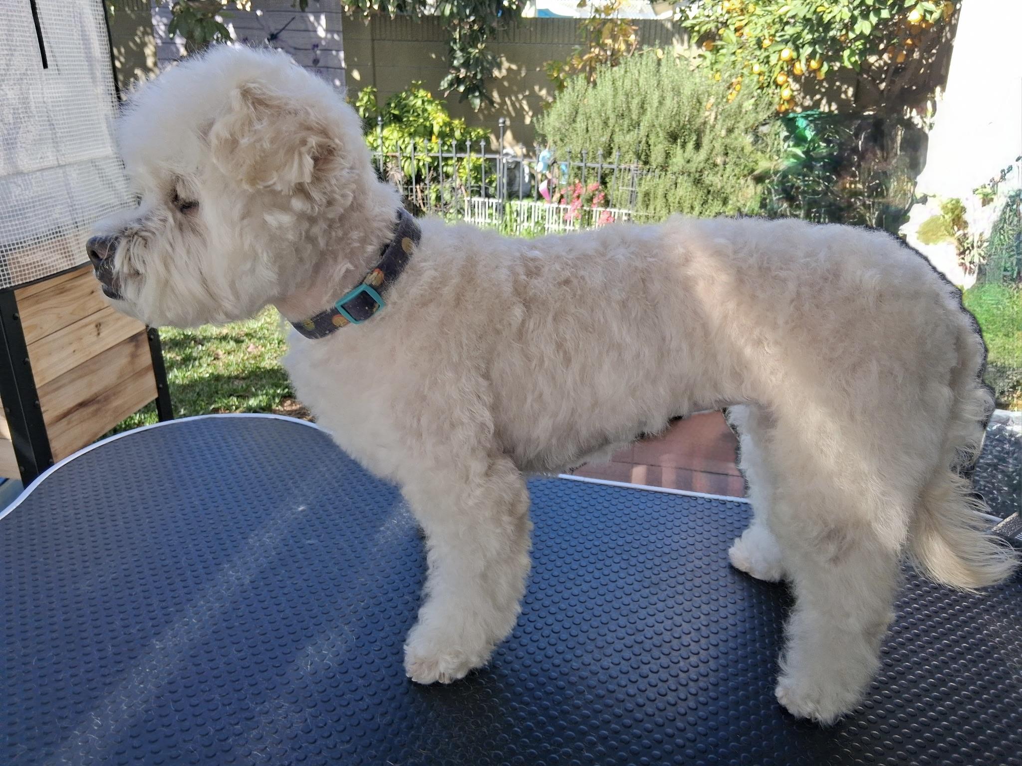 Enlarge Tina #539, a Adoptable mixed breed in Placentia, CA image 5/6