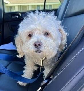 Enlarge Tina #539, a Adoptable mixed breed in Placentia, CA image 6/6