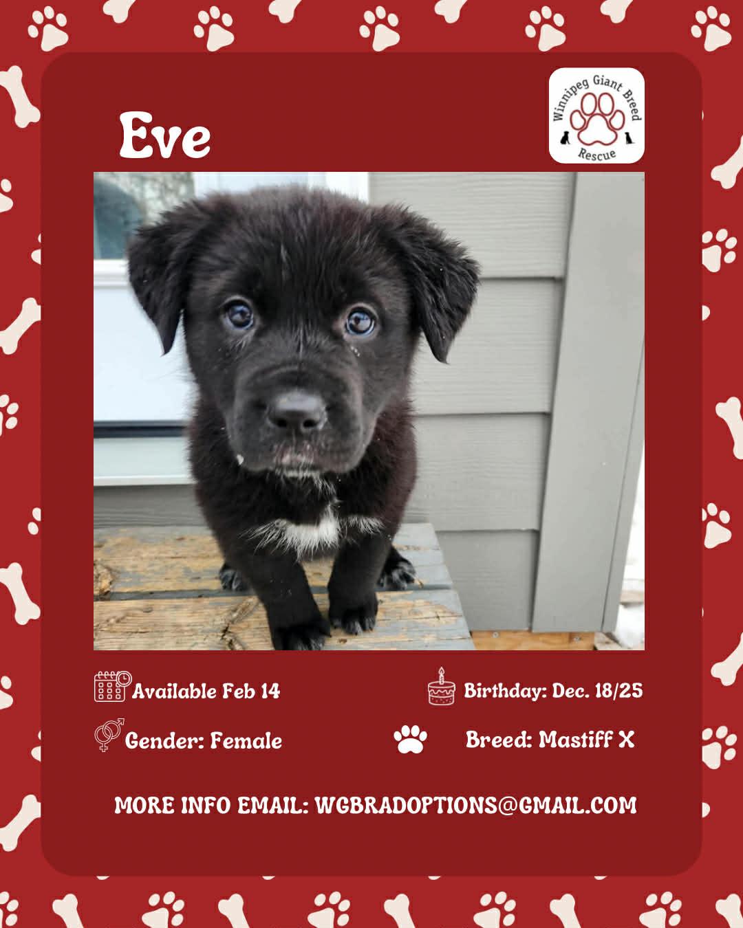 Eve, adopted, Puppy Female Mastiff.