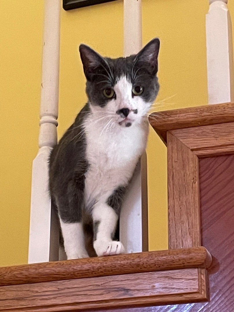 Enlarge Pixie, a Adoptable mixed breed in Tifton, GA image 1/10