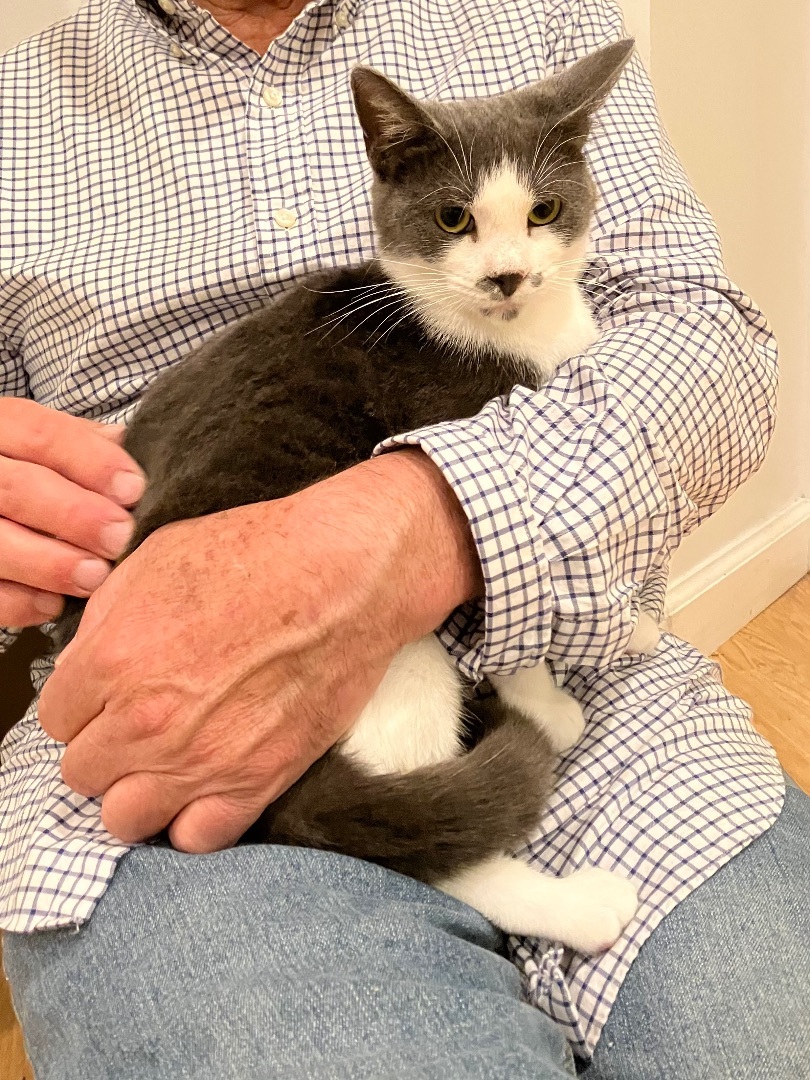 Enlarge Pixie, a Adoptable mixed breed in Tifton, GA image 2/10