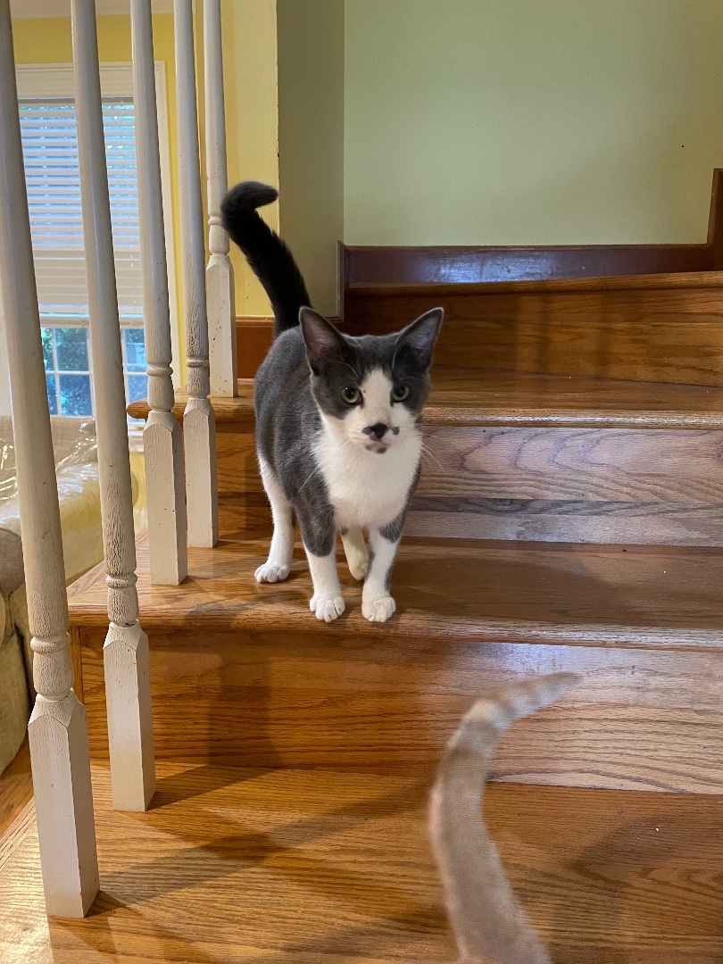 Enlarge Pixie, a Adoptable mixed breed in Tifton, GA image 3/10