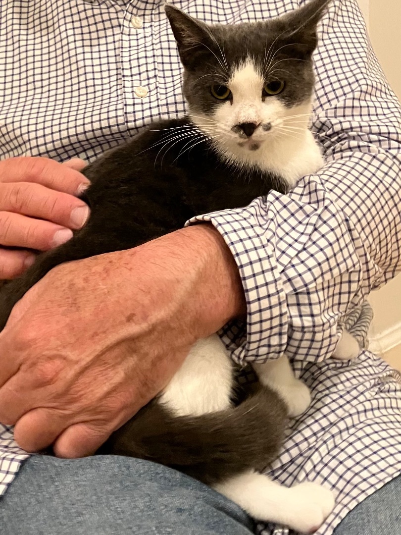 Enlarge Pixie, a Adoptable mixed breed in Tifton, GA image 4/10