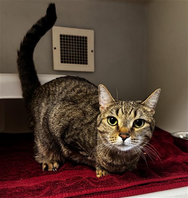 LAWU, Adoptable, Adult Male Domestic Short Hair.