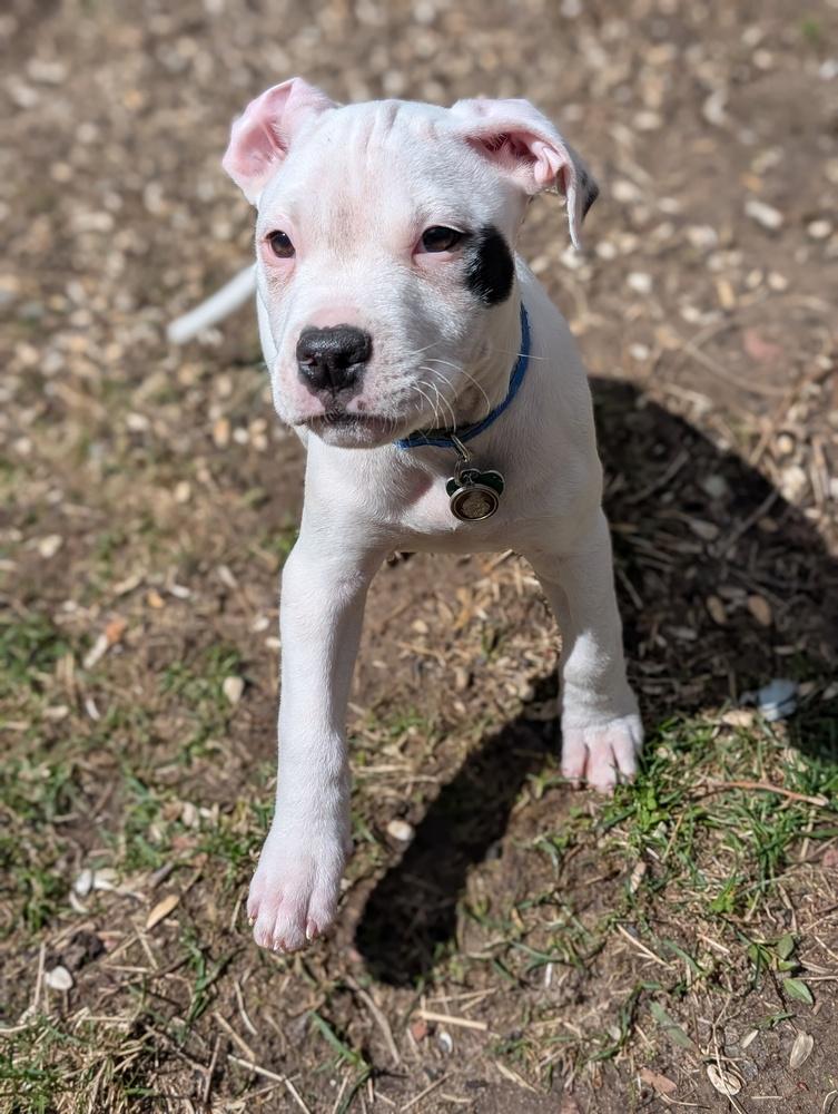 Anthony (Tony), Adoptable, Puppy Male American Staffordshire Terrier.