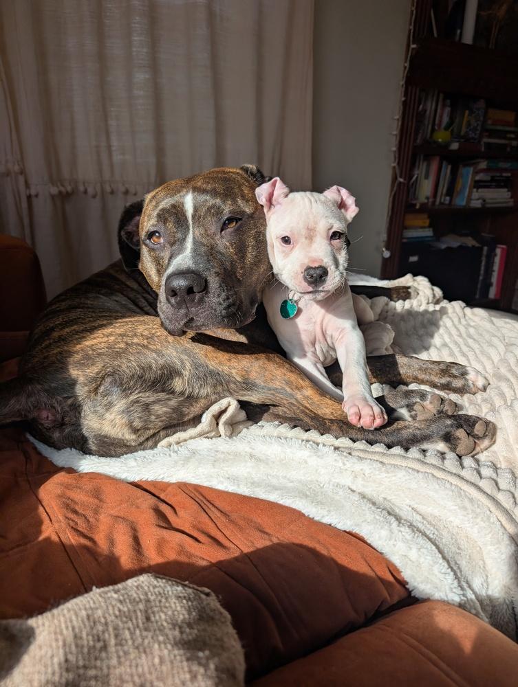 Enlarge Anthony (Tony), a Adoptable mixed breed in Grand Rapids, MI image 2/5