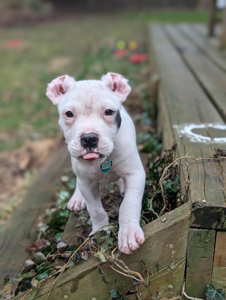 Enlarge Anthony (Tony), a Adoptable mixed breed in Grand Rapids, MI image 3/5