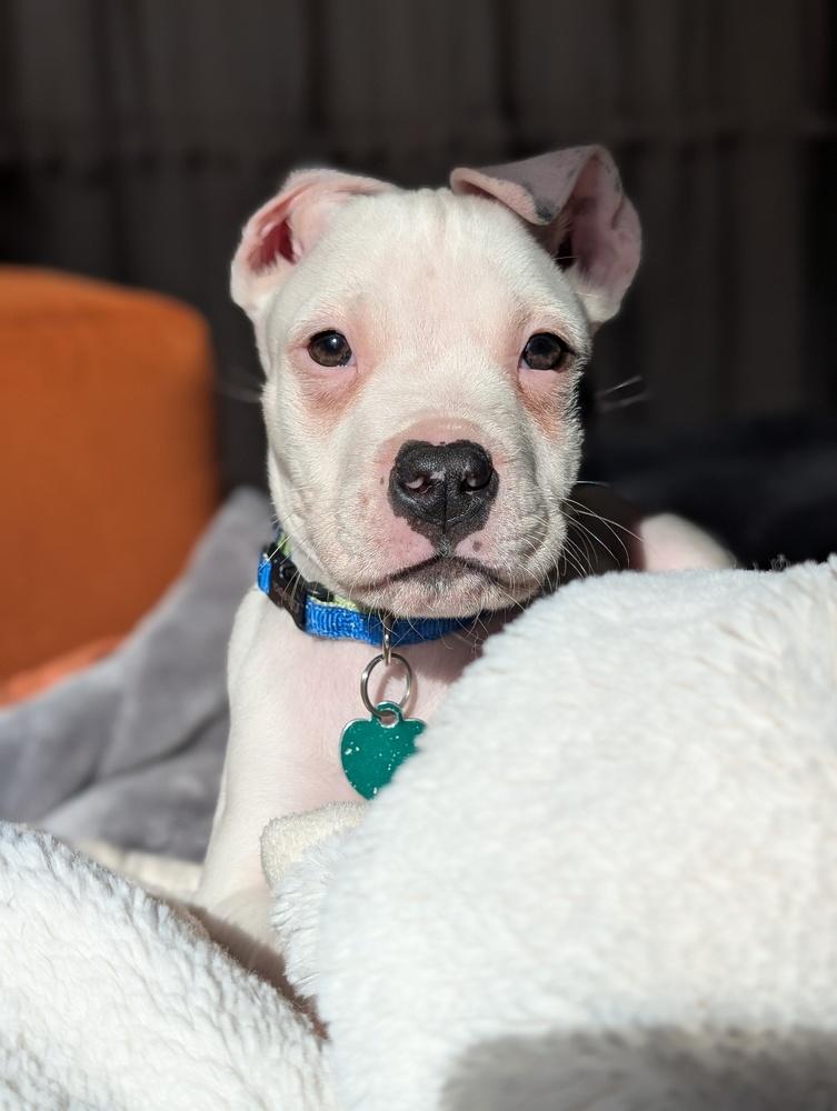 Enlarge Anthony (Tony), a Adoptable mixed breed in Grand Rapids, MI image 4/5