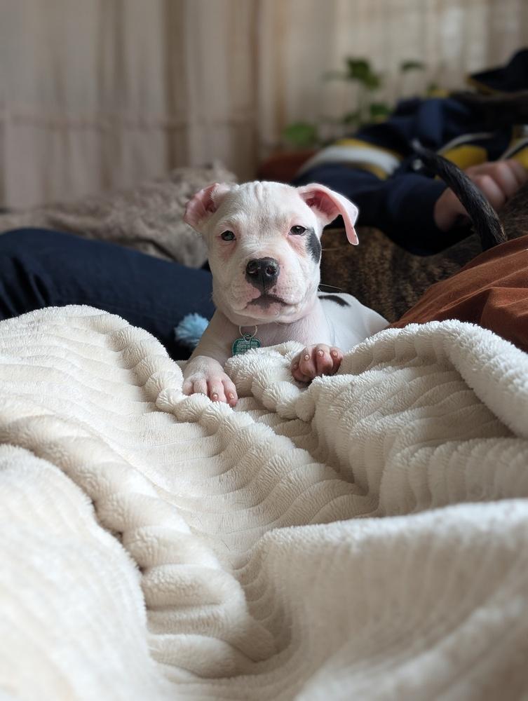 Enlarge Anthony (Tony), a Adoptable mixed breed in Grand Rapids, MI image 5/5