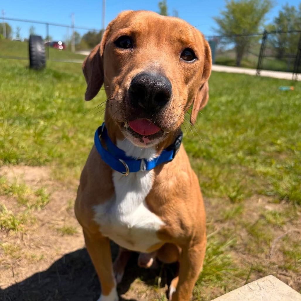 Enlarge Hopper, a ADOPTABLE mixed breed in Monticello, IA image 3/5