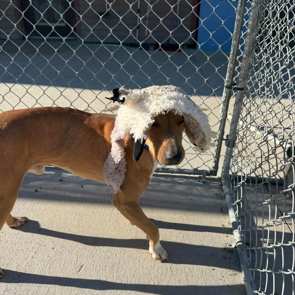 Enlarge Hopper, a ADOPTABLE mixed breed in Monticello, IA image 5/5
