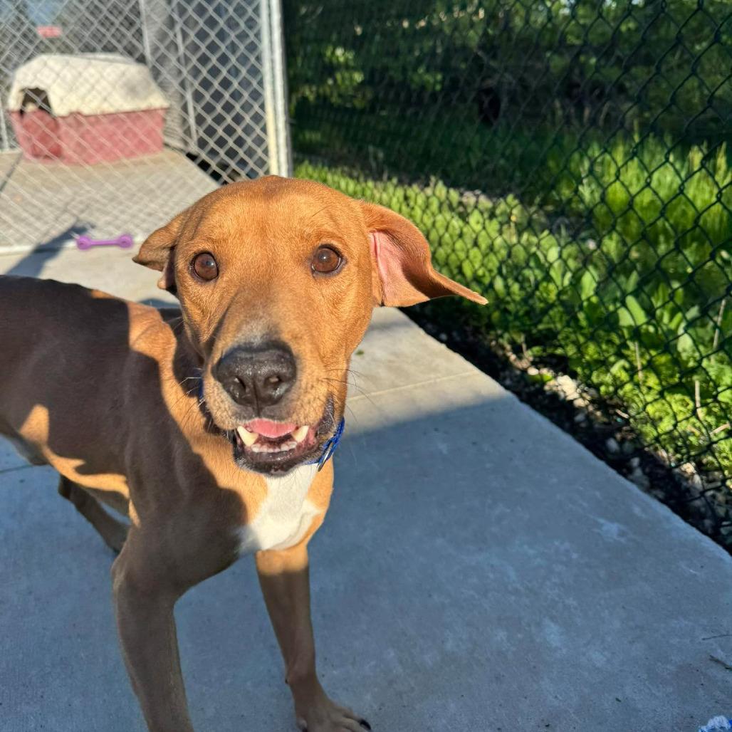 Enlarge Hopper, a ADOPTABLE mixed breed in Monticello, IA image 4/5