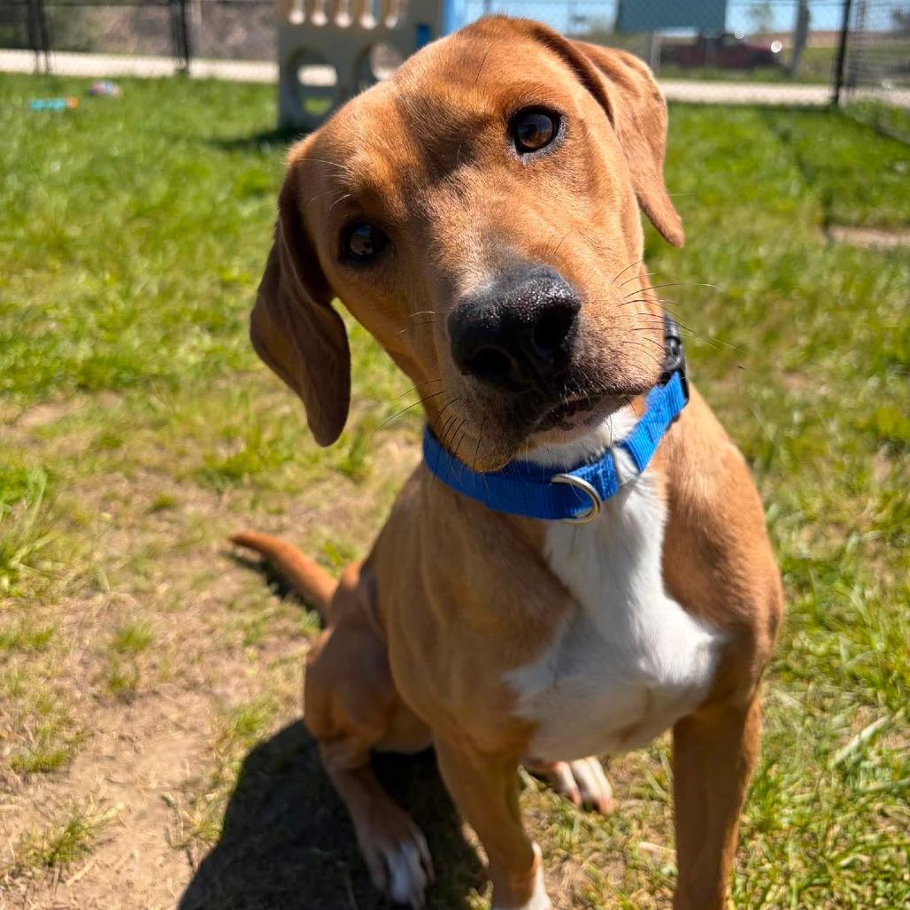Enlarge Hopper, a ADOPTABLE mixed breed in Monticello, IA image 1/5