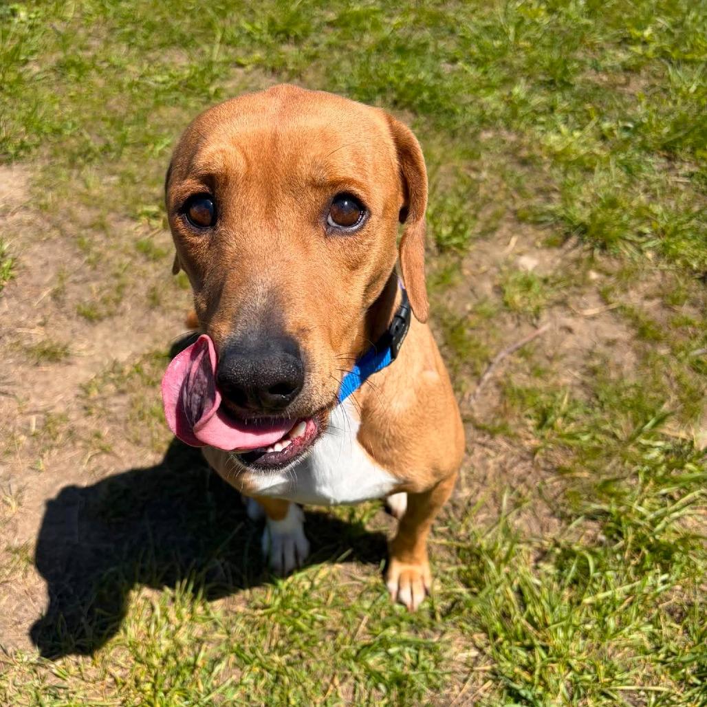 Enlarge Hopper, a ADOPTABLE mixed breed in Monticello, IA image 2/5