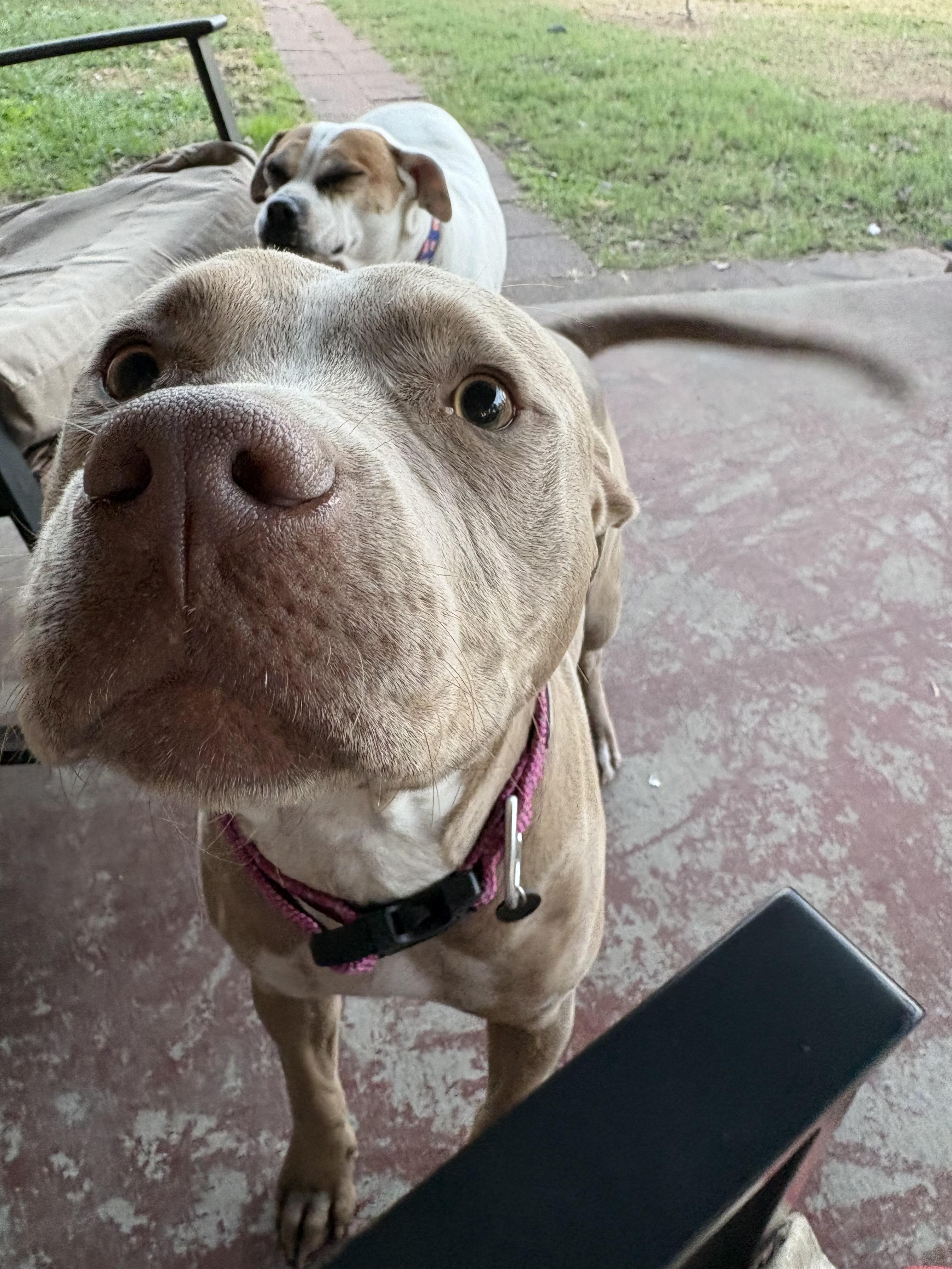 Enlarge Kitty, a ADOPTABLE Pit Bull Terrier in Camden, OH image 4/4