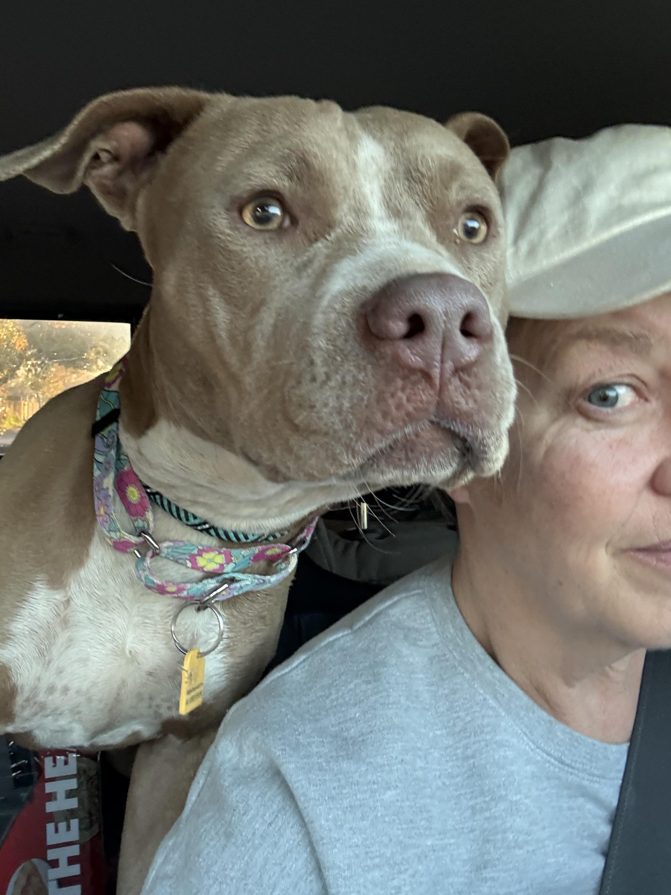 Enlarge Kitty, a ADOPTABLE Pit Bull Terrier in Camden, OH image 3/4