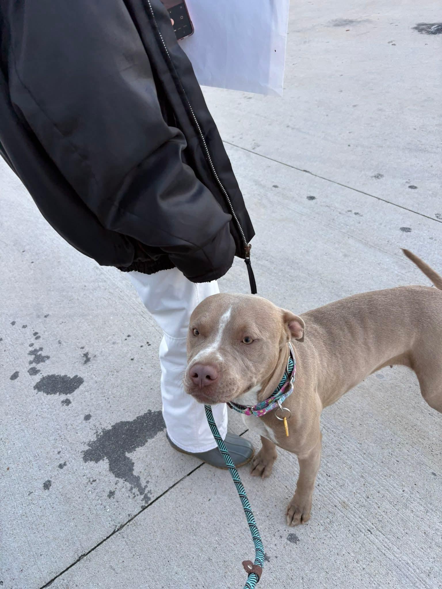 Enlarge Kitty, a ADOPTABLE Pit Bull Terrier in Camden, OH image 2/4