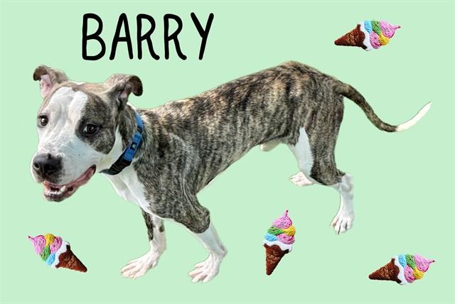 Enlarge BARRY, a Adoptable mixed breed in Sarasota, FL image 1/1