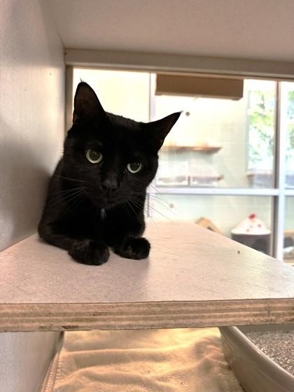 Enlarge Oppie, a Adoptable mixed breed in Palm Coast, FL image 1/3