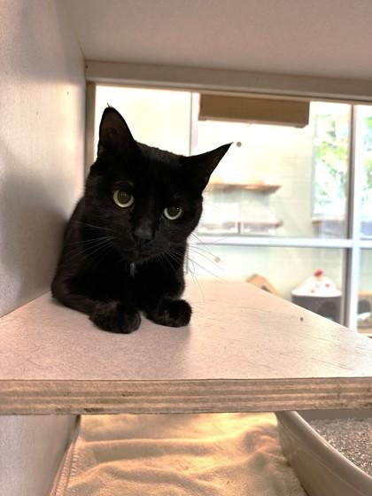 Enlarge Oppie, a Adoptable mixed breed in Palm Coast, FL image 2/3