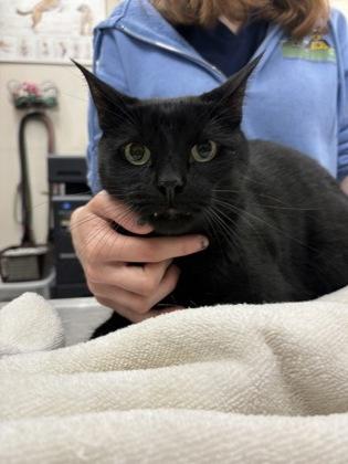 Enlarge Oppie, a Adoptable mixed breed in Palm Coast, FL image 3/3