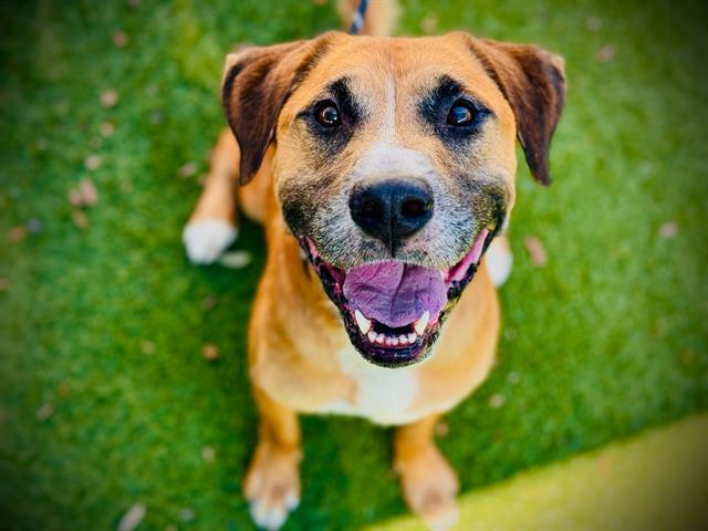 Enlarge PANCHO, a Adoptable mixed breed in Orlando, FL image 1/1
