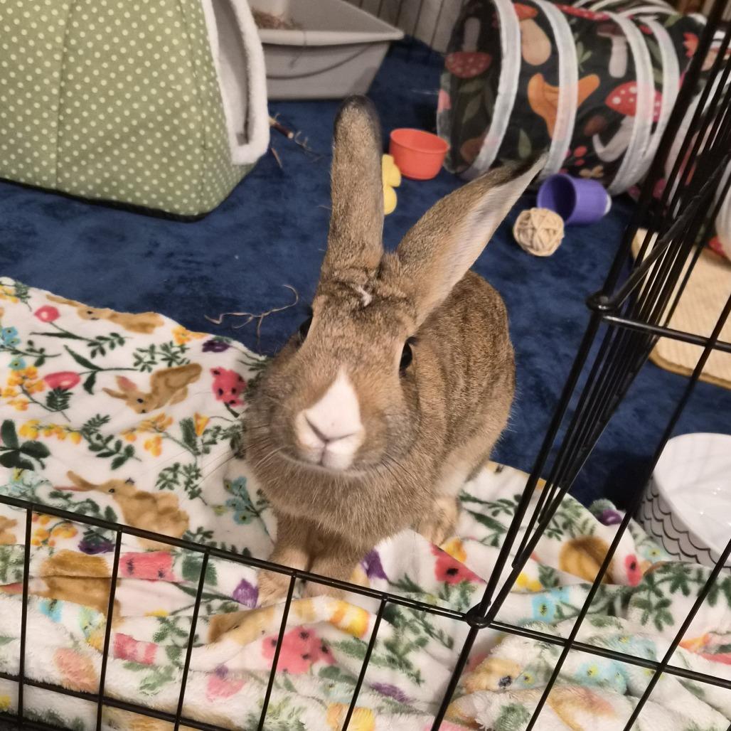 Enlarge Peaseblossom, a Adoptable Bunny Rabbit in Richmond, CA image 1/6