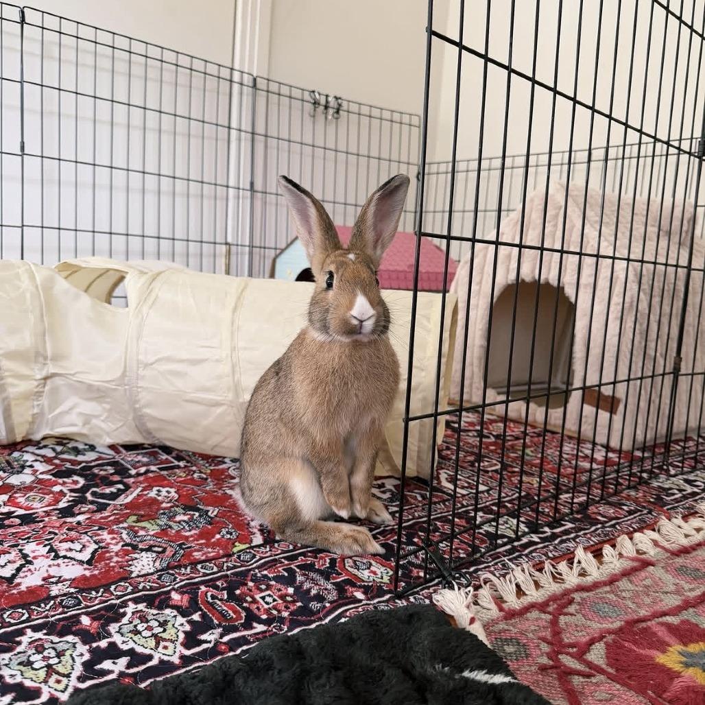 Enlarge Peaseblossom, a Adoptable Bunny Rabbit in Richmond, CA image 1/2