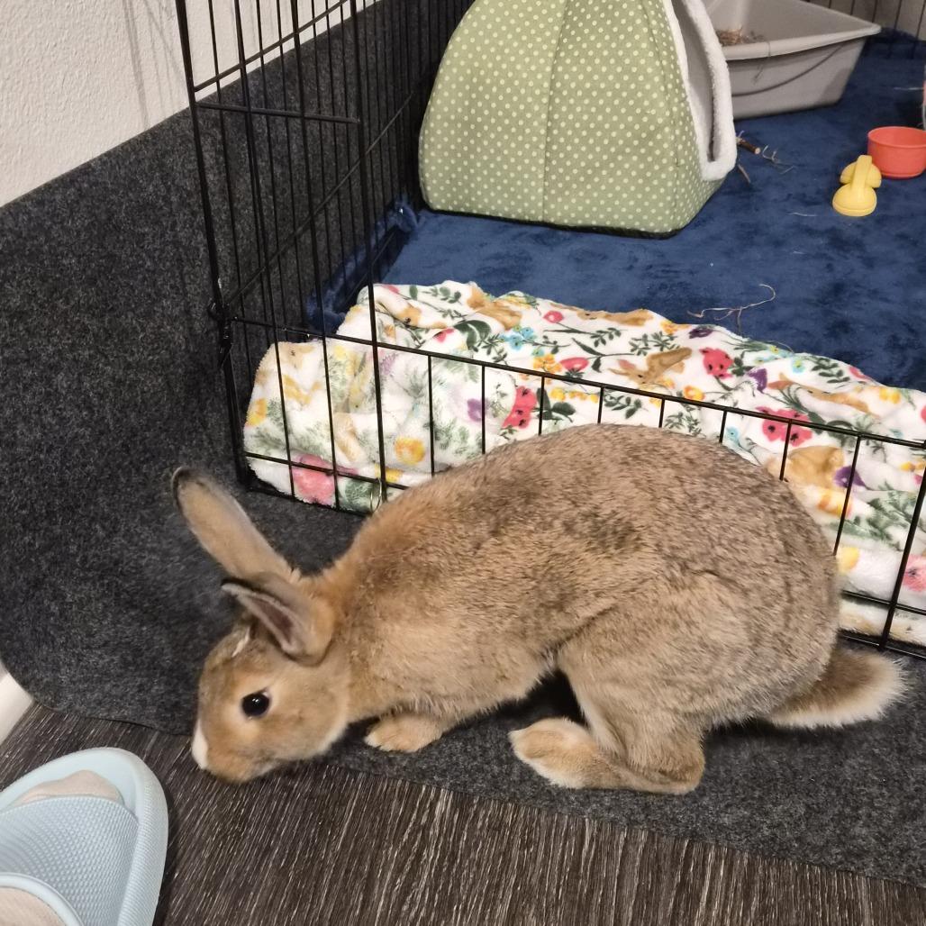 Enlarge Peaseblossom, a Adoptable Bunny Rabbit in Richmond, CA image 3/6