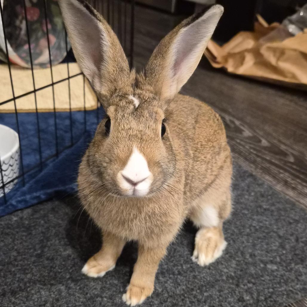 Enlarge Peaseblossom, a Adoptable Bunny Rabbit in Richmond, CA image 3/5