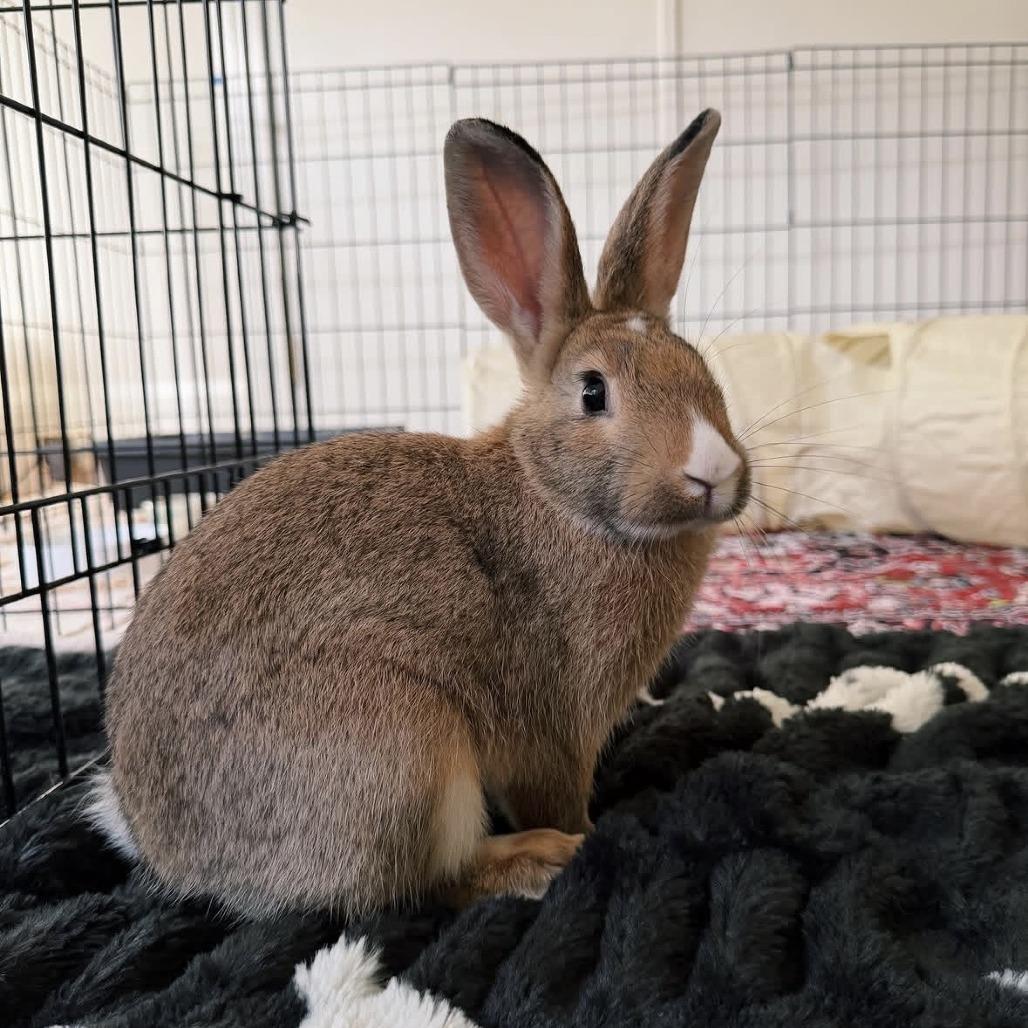 Enlarge Peaseblossom, a Adoptable Bunny Rabbit in Richmond, CA image 2/2