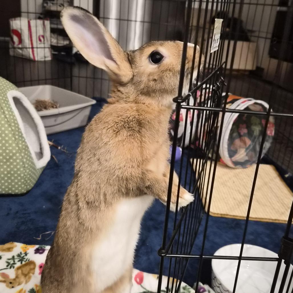 Enlarge Peaseblossom, a Adoptable Bunny Rabbit in Richmond, CA image 5/6