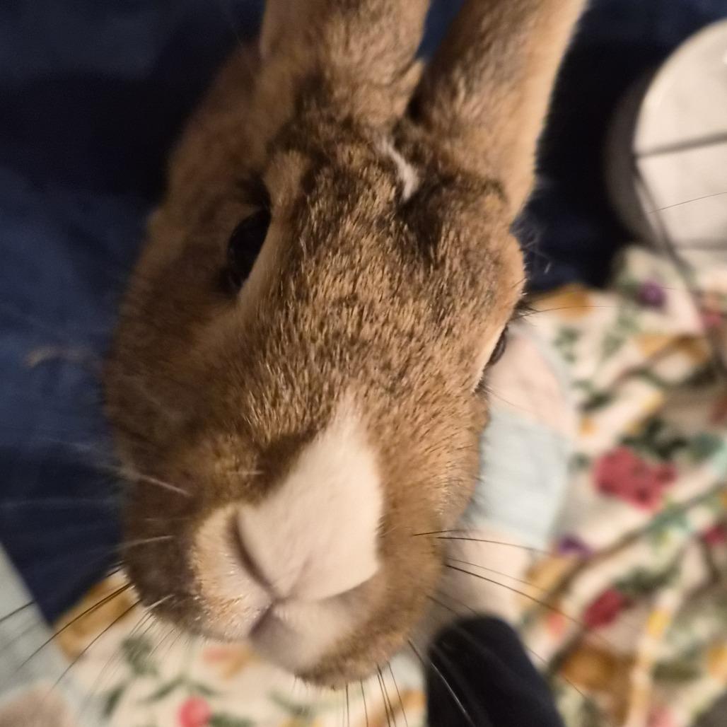 Enlarge Peaseblossom, a Adoptable Bunny Rabbit in Richmond, CA image 6/6