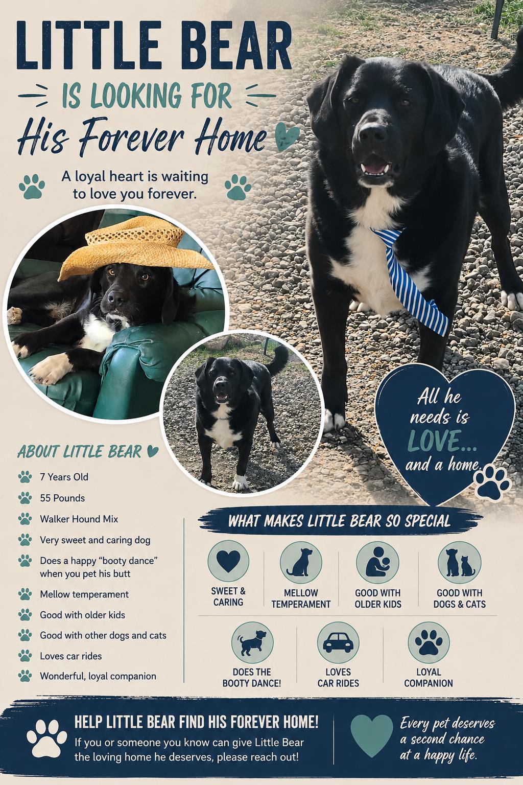 Little Bear, ADOPTABLE, Adult Male Hound.