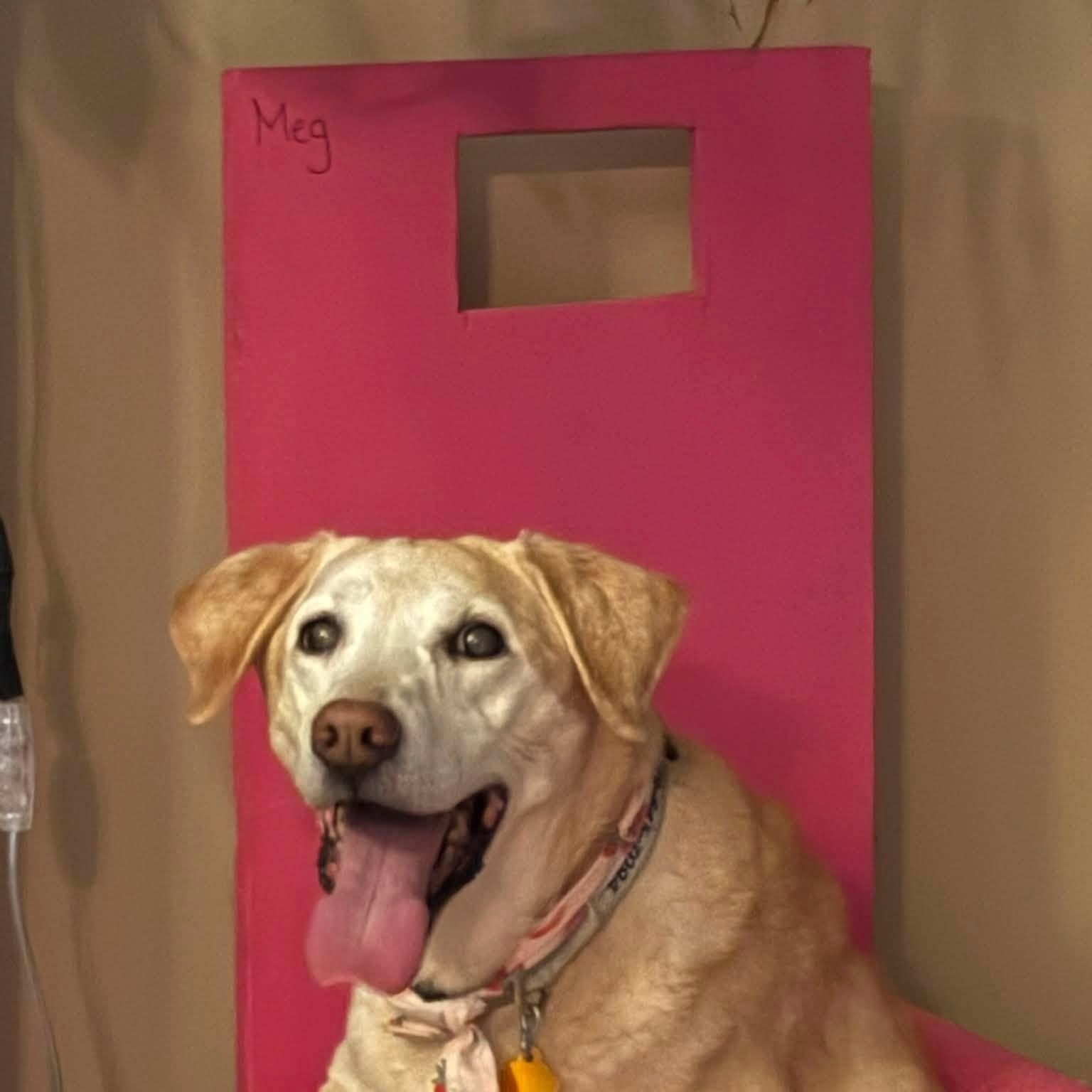 Enlarge Meg, a Adoptable Yellow Labrador Retriever in Springfield, MO image 4/5