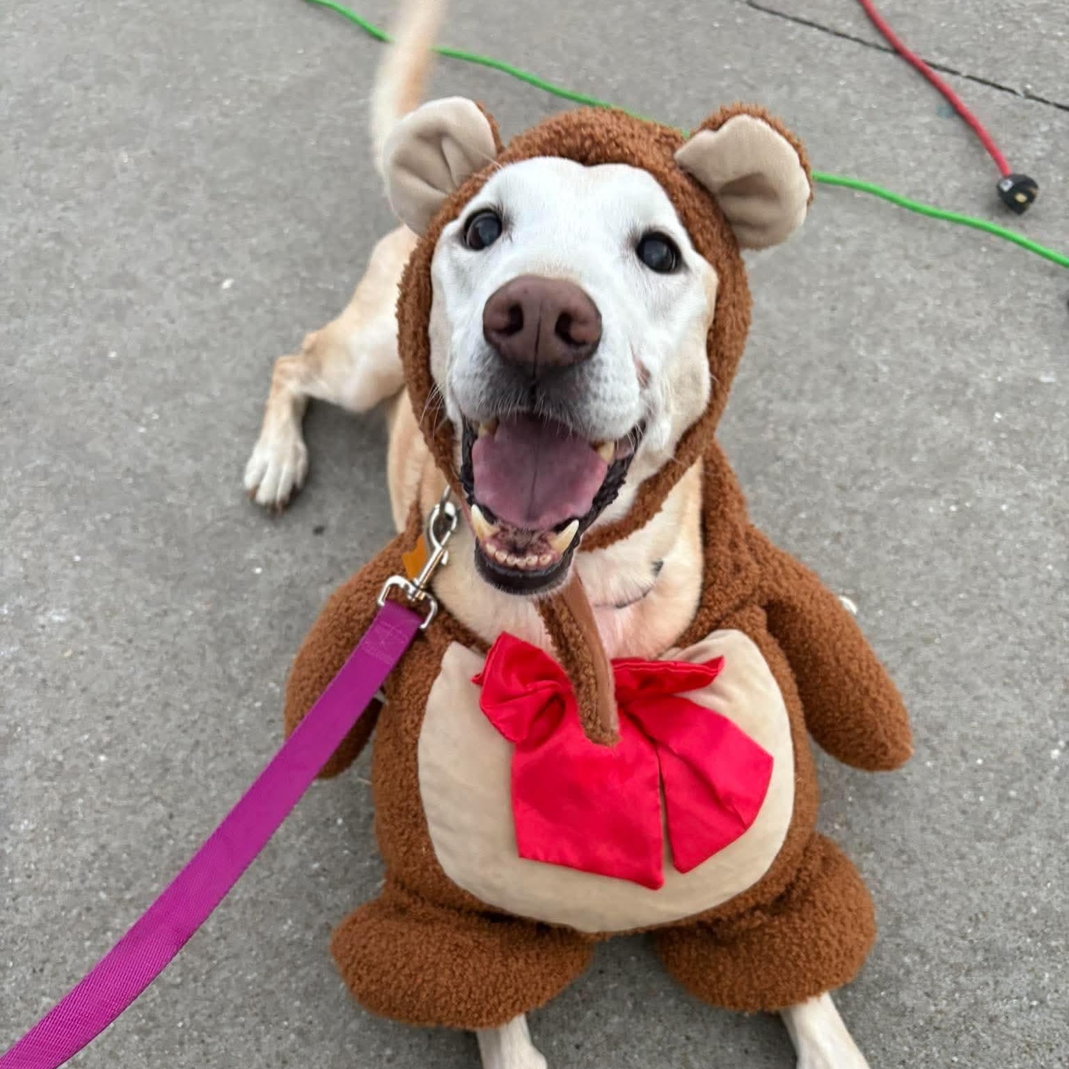 Meg, Adoptable, Senior Female Yellow Labrador Retriever.