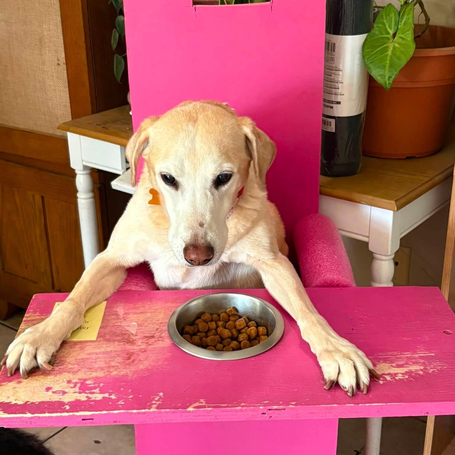 Enlarge Meg, a Adoptable Yellow Labrador Retriever in Springfield, MO image 5/5